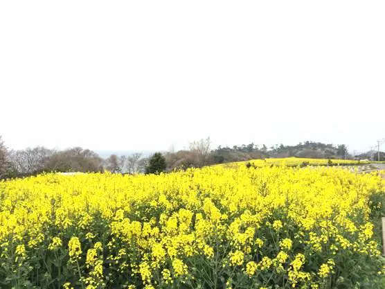 大分 香々地 菜の花 2015IMG 3441