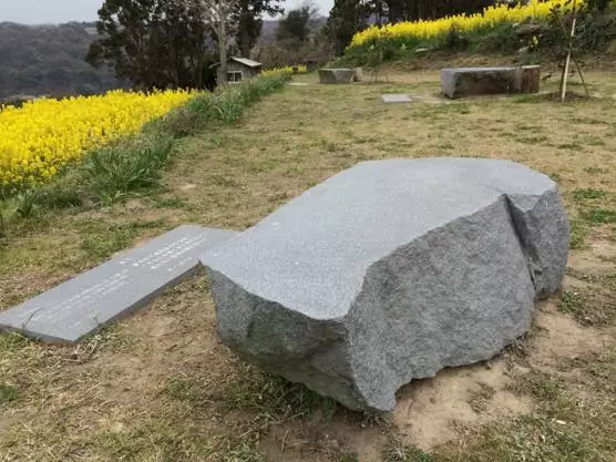 大分 香々地 菜の花 2015IMG 3545