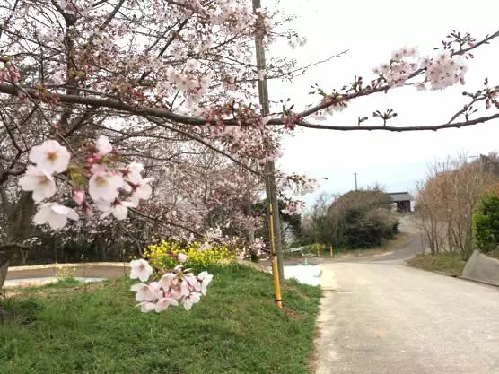 大分 香々地 菜の花 2015IMG 3384