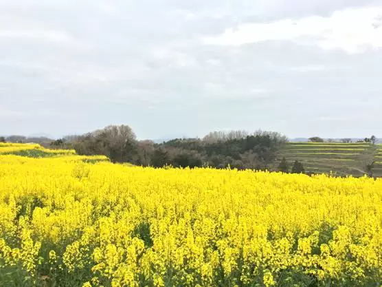 大分 香々地 菜の花 2015IMG 3502