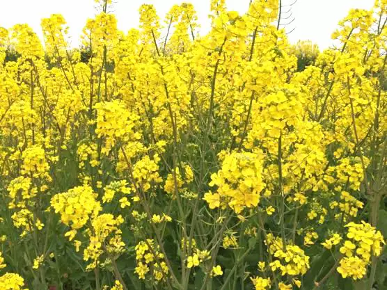大分 香々地 菜の花 2015IMG 3445