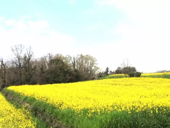 大分 香々地 菜の花 2015IMG 3355