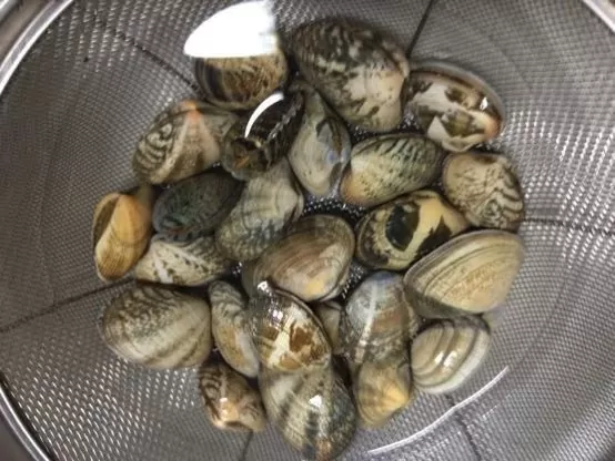 アサリ 砂抜き IMG 1037