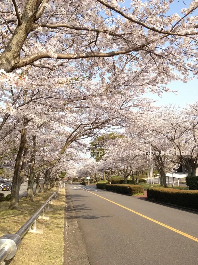 別府 別府リハビリテーションセンター 桜 IMG_4191.jpg 別府 別府リハビリテーションセンター 桜 IMG 4191