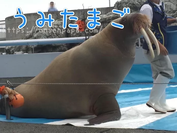 杉乃井ホテルから　IMG 4141 2